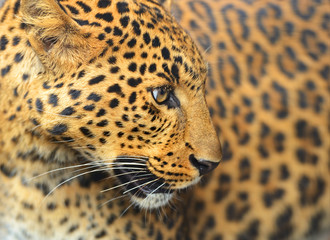 Wall Mural - leopard