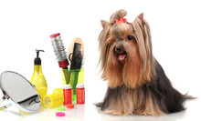 Beautiful Yorkshire Terrier With Grooming Items Isolated