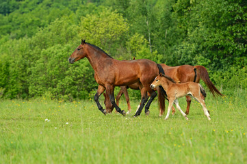 Wall Mural - Horse