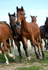 Wall Mural - Horse