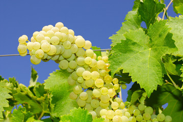 Grapes in a vineyard in Italy