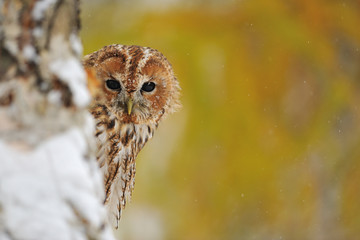 Aufkleber - Courious tawny owl