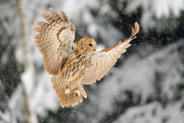 Fotobehang - landing tawny owl