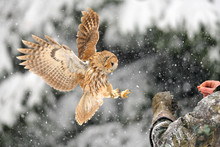 Landing Tawny Owl On Glove