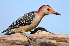 Red Bellied Woodpecker 2