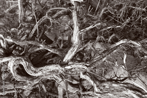 Fotografie, Obraz Natural background of dry croocked tangled branches
