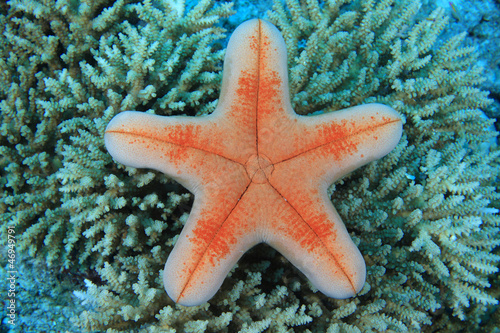 rozgwiazda-w-rafie-koralowej
