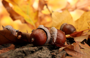 Canvas Print - brown acorns on autumn leaves, close up