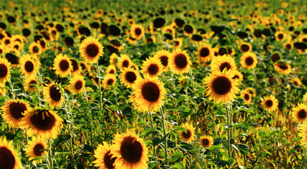 Wall Mural - Sunflower field