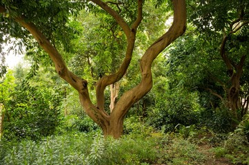 Crooked tree in forest