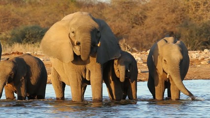 Wall Mural - african elephants drinking water, etosha national park