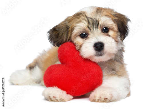 Naklejka dekoracyjna Lover Valentine Havanese puppy dog with a red heart