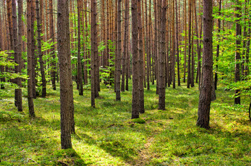 Canvas Print - Deep in the forest