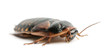 © Eric Isselée - Cockroach against white background