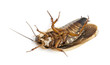 Cockroach lying on back against white background