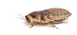 © Eric Isselée - Cockroach against white background