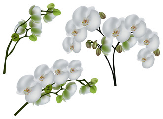 Sticker - set of light orchid branches isolated on white