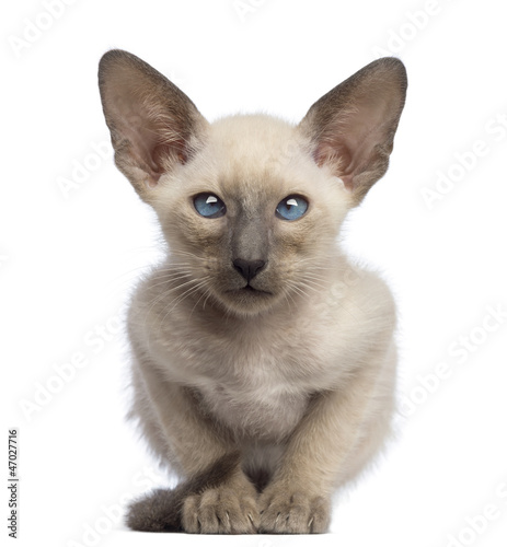 Oriental Shorthair Kitten 9 Weeks Old Lying Buy This Stock