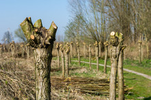 Typical Pollard Willows In Holland
