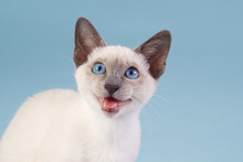 Young Thai Siamese On Blue Background