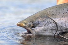 King Salmon Caught While Fishing