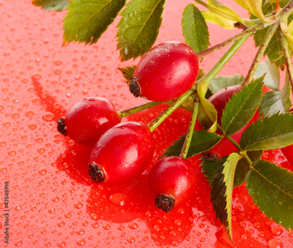ripe hip roses on branch with leaves on red background