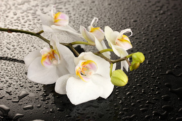 Poster - white beautiful orchid with drops on grey background