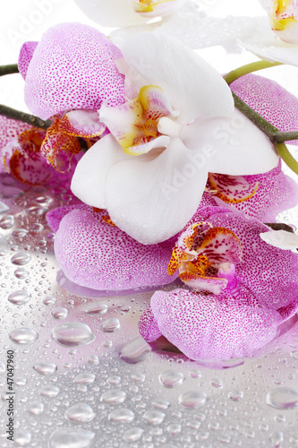 Obraz w ramie pink and white beautiful orchids with drops