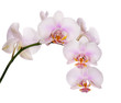 spotted light pink isolated branch of orchids