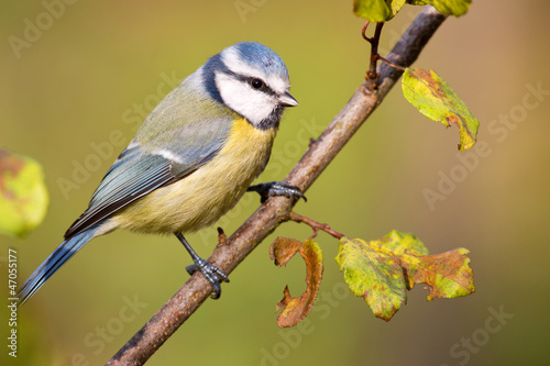 Plakat na zamówienie Blaumeise