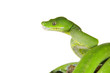 Python, Baumpython,Morelia viridis