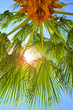 Palm_tree_sun