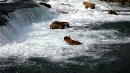 Wall Mural - Brown bears in Alaska,Katmai NP,Brooks waterfall