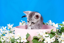 Kitten In A Box In Flowers