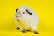 young himalayan us-teddy guinea pig looking sideways