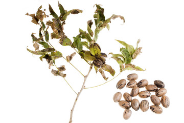 pecans on a tree branch with leaves
