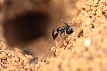 Soldier Ant Formica In Macro