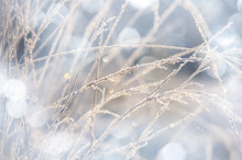 frozen grass with hoarfrost - a winter background
