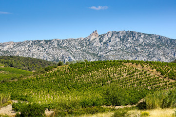 Old vineyard at Maury