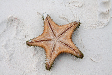 Starfish on clear water