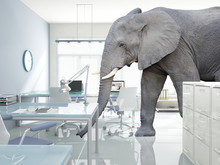  Big Elephant In A Modern Office Without Anyone. Concept Of Hidden And Unsolved Problems. Difficulties And Solutions.