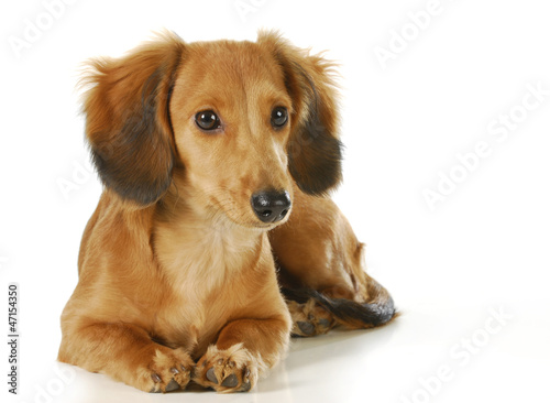 Long Haired Dachshund Buy This Stock Photo And Explore Similar