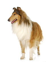 Rough Collie Standing