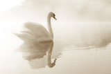 Mute swan Cygnus olor gliding across a mist covered lake at dawn