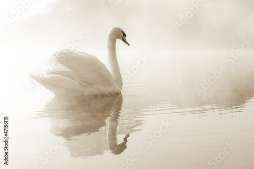 Obraz w ramie Mute swan Cygnus olor gliding across a mist covered lake at dawn