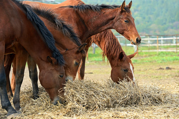 Wall Mural - Horse