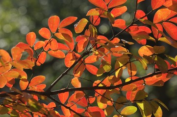 Bush with red leaves in Autumn