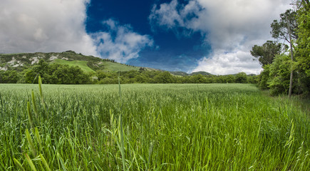 Sticker - Green field under blue sky. Beautiful nature background