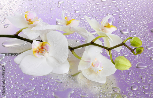 Naklejka dekoracyjna white beautiful orchid with drops on purple background