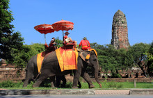 Ayutthaya Destroyed Temple And Elephant With Tourists